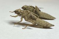 Gomphus vulgatissimus