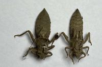 Gomphus vulgatissimus
