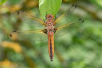Libellula fulva