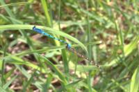 Enallagma cyathigerum