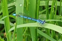 Coenagrion puella