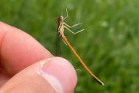 Platycnemis acutipennis