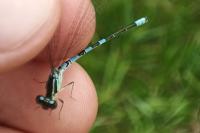 Coenagrion scitulum