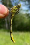 Gomphus pulchellus