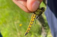 Orthetrum cancellatum