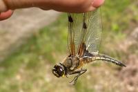 Libellula quadrimaculata