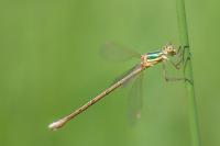 Lestes barbarus