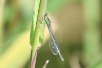 Ischnura pumilio
