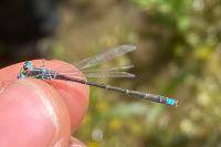 Ischnura pumilio