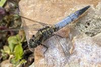 Orthetrum cancellatum