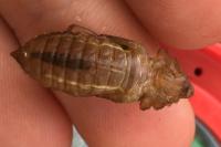 Onychogomphus forcipatus forcipatus