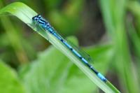 Coenagrion puella