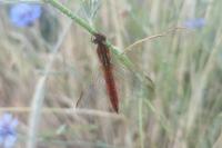 Crocothemis erythraea