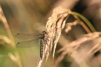 Orthetrum cancellatum