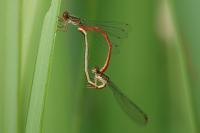 Ceriagrion tenellum