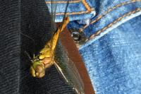 Sympetrum sanguineum