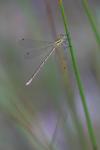 Lestes barbarus