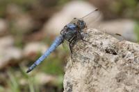 Orthetrum brunneum