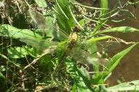 Orthetrum cancellatum