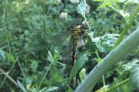 Onychogomphus forcipatus