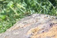 Onychogomphus forcipatus