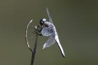 Libellula fulva