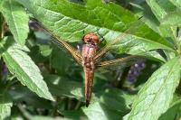 Libellula fulva