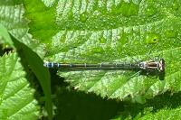 Coenagrion puella