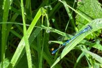 Coenagrion puella