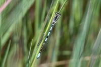 Coenagrion scitulum