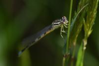 Coenagrion scitulum