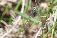 Coenagrion scitulum