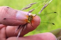 Sympetrum sanguineum