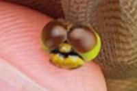 Sympetrum sanguineum