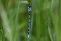 Enallagma cyathigerum