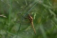 Orthetrum cancellatum