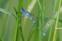 Enallagma cyathigerum