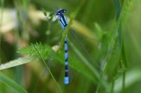 Enallagma cyathigerum