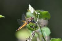Libellula fulva