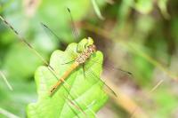 Sympetrum sanguineum