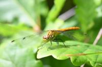Sympetrum sanguineum
