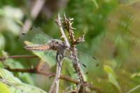 Libellula fulva