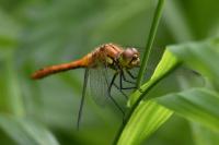 Sympetrum sanguineum