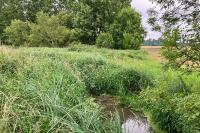 Sympetrum sanguineum