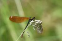 Calopteryx virgo
