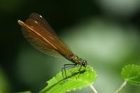 Calopteryx virgo