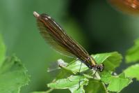 Calopteryx virgo