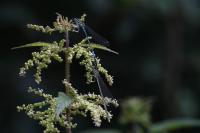 Platycnemis pennipes