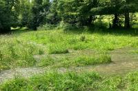 Orthetrum coerulescens