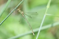 Lestes barbarus